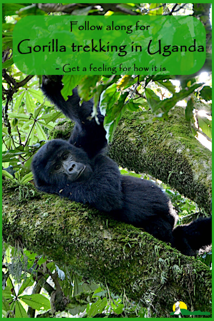 Gorilla trekking