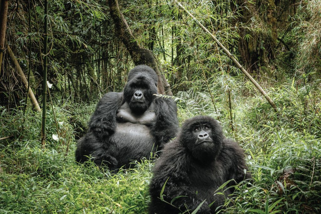Bwindi Impenetrable Forest