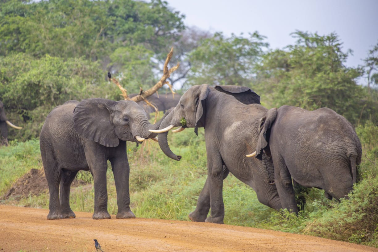 Uganda adventure