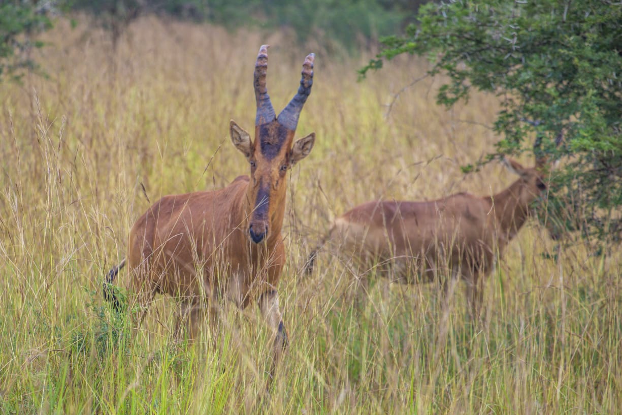 Uganda adventure