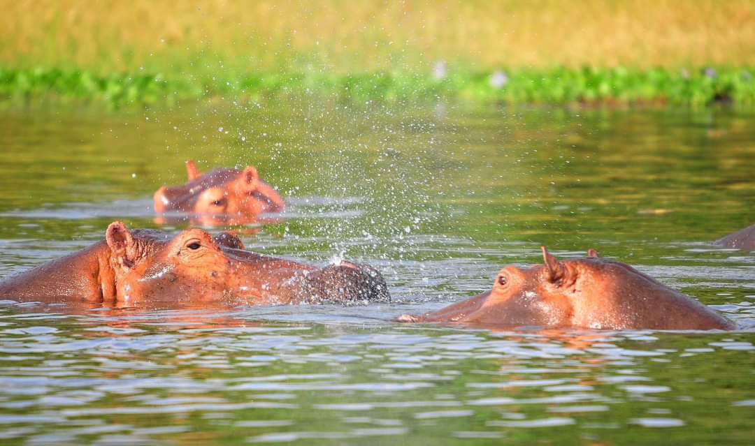 Uganda adventure
