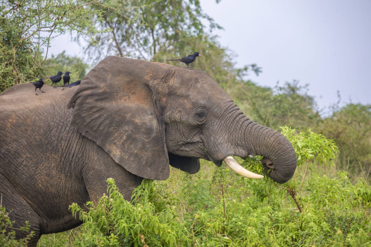 Uganda adventure
