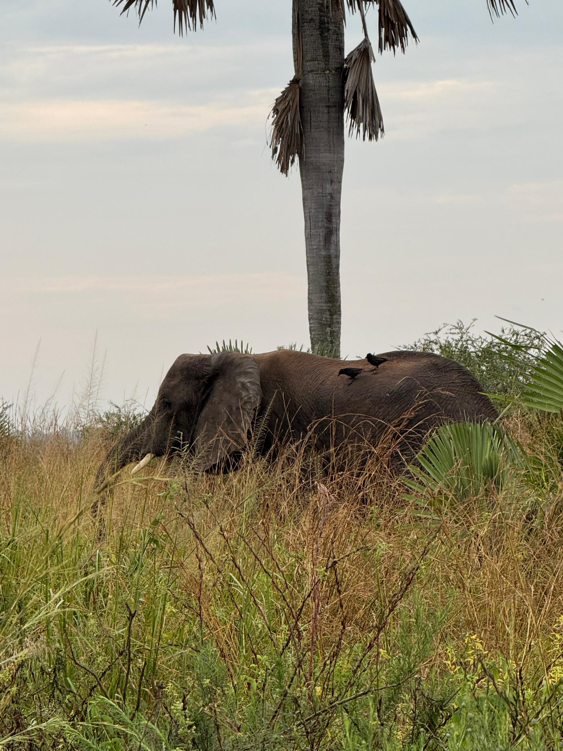 Uganda adventure