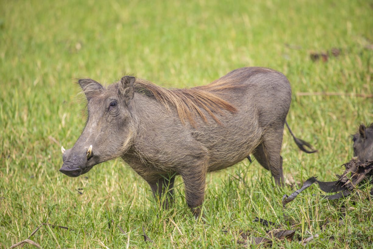 Uganda adventure